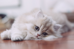 catty